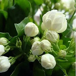 Sellify 20Seeds/Bag Jasmine Seed Indoor Plants